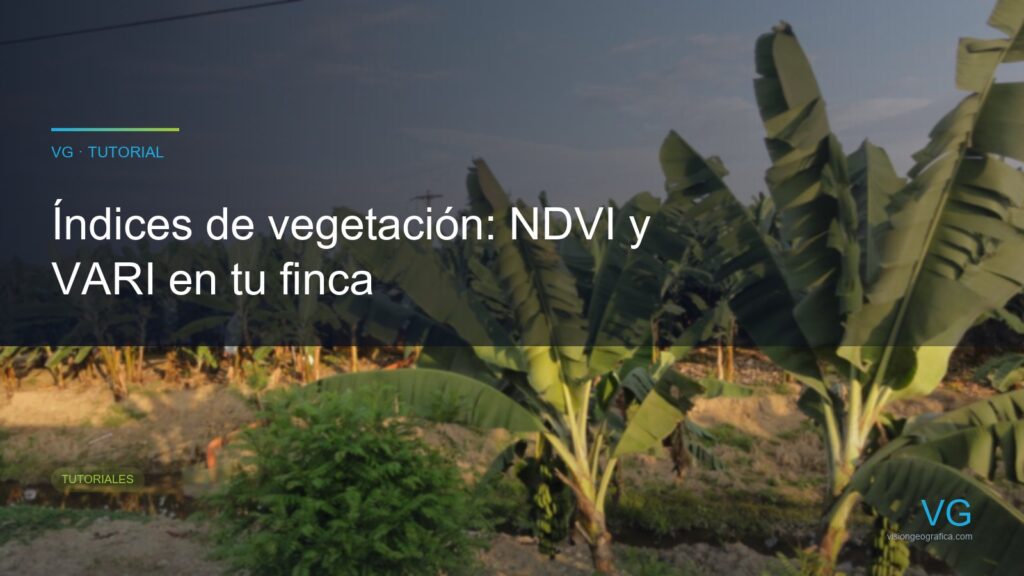 Bananera en Ecuador al atardecer; base del tutorial NDVI y VARI en el Visor VG
